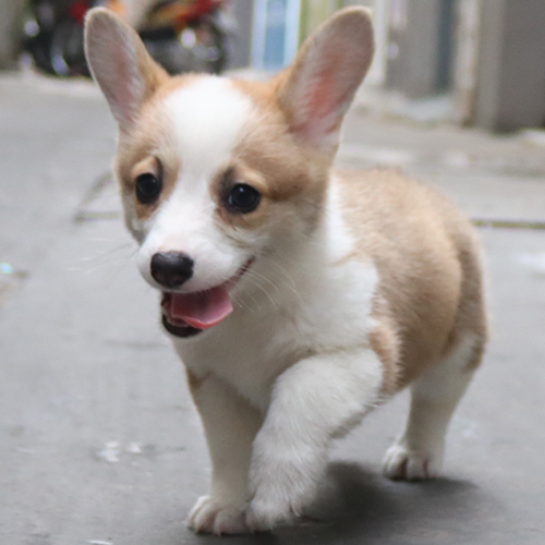 Chó Corgi vàng trắng thuần chủng chạy tung tăng trong ngõ nhỏ tại Việt Nam
