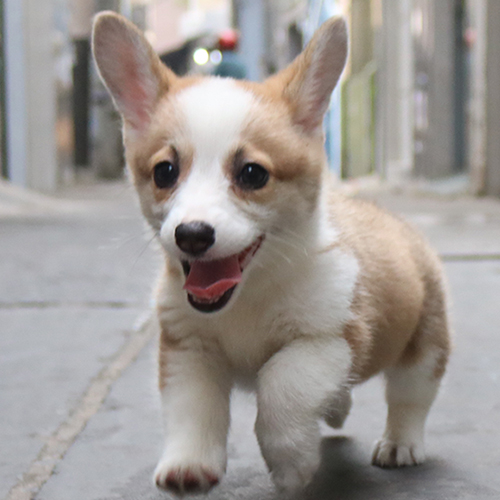 Chó Corgi vàng trắng thuần chủng đang tung tăng chạy bộ ngoài phố