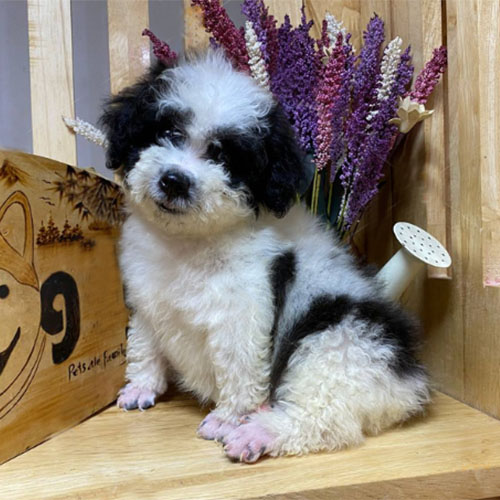 Chó Poodle con đen trắng đáng yêu ngồi cạnh hoa khô trang trí.