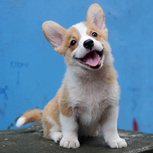 Chó Corgi con tinh nghịch và bướng bỉnh