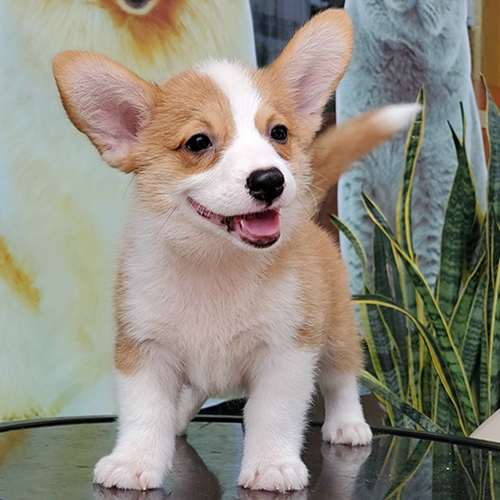 Chú chó Corgi con lông vàng trắng, đứng tươi cười với biểu cảm đáng yêu.