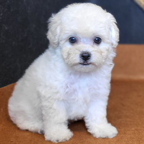 Chó Poodle màu kem đáng yêu với bộ lông mềm mượt và đôi mắt tròn xinh.