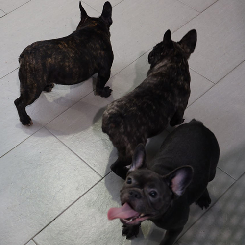 Ba chú chó Bulldog Pháp chơi đùa trong nhà sạch sẽ.