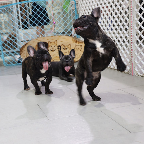 Đàn chó Bulldog Pháp con chơi đùa trong không gian sạch sẽ.
