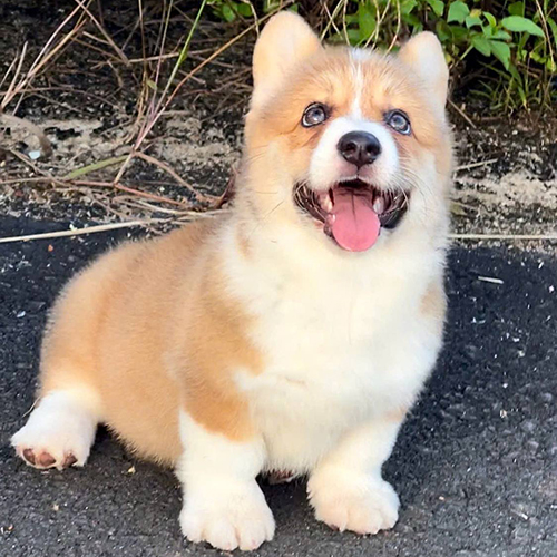 Chú chó Corgi con lông vàng trắng, thè lưỡi đáng yêu, ngồi trên mặt đường.