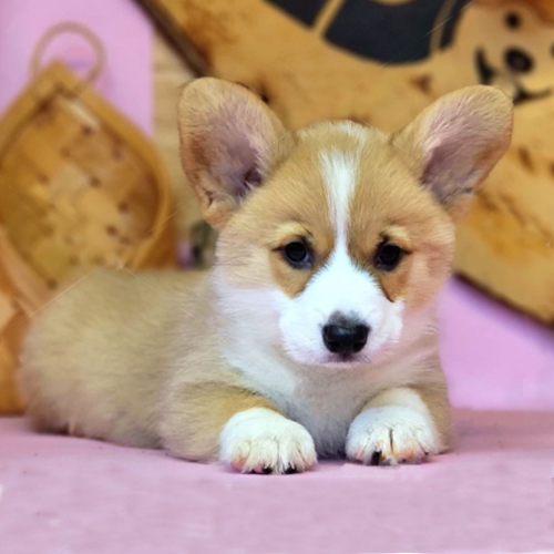 Chú chó Corgi đực lông vàng trắng nằm trên nền hồng, ánh mắt hiền lành.