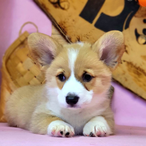 Chó Corgi con nằm yên lặng, ánh mắt tinh anh và lanh lợi