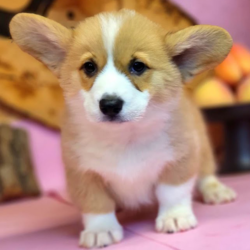 Jazzie – chú chó Corgi Pembroke vàng trắng, 2 tháng tuổi, xinh xắn và khỏe mạnh.