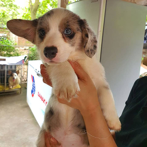 Chú chó Corgi con lông màu blue merle, một tai dựng và một tai cụp, được bế trên tay.