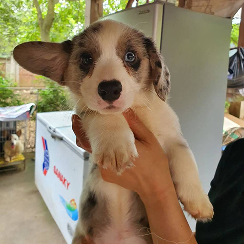 Chó Corgi chất lượng cao với bộ lông độc đáo từ Chomeocanh.com.