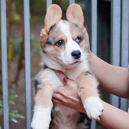 Corgi Cardigan con Blue Merle với đôi mắt xanh, ngồi gọn gàng trên thảm lông