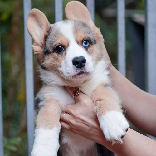 Chú chó Corgi con với hai màu mắt, được bế trên tay.