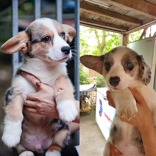 Hai bé Corgi Cardigan mắt xanh, lông Blue Merle siêu hiếm.
