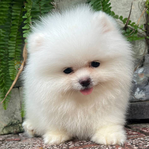 Chó Pomeranian trắng nhỏ xinh với bộ lông xù cực đáng yêu