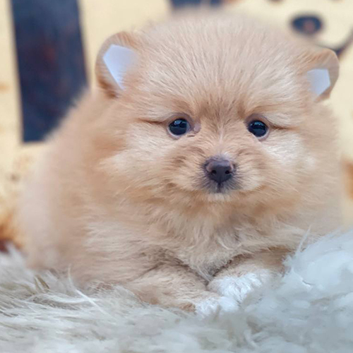 Chó Phốc Sóc vàng dán tai dựng tại Chomeocanh.com