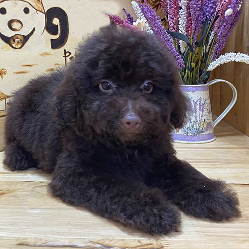Chó Poodle con lông nâu chocolate nằm thư giãn trên sàn gỗ.