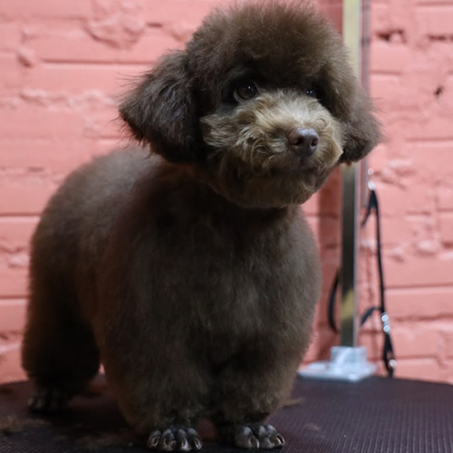 Chó Poodle nâu được chăm sóc kỹ lưỡng với bộ lông mềm mượt.