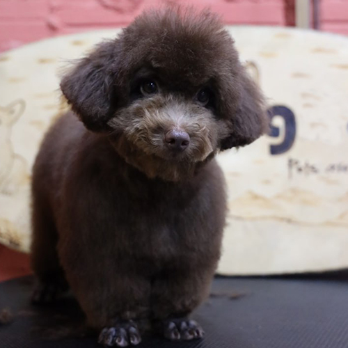 Chó Miniature Poodle lông nâu chocolate sau khi cắt tỉa gọn gàng.