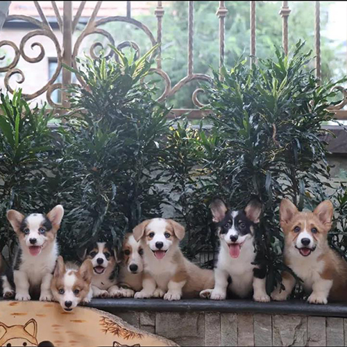 Đàn chó Corgi đáng yêu, ngồi xếp hàng trước bụi cây xanh tại Chomeocanh.com.