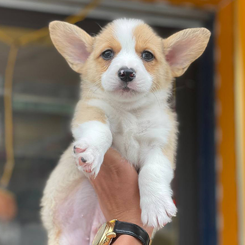 Chú chó Corgi hoàng gia đáng yêu với nguồn gốc từ Vallhunds.