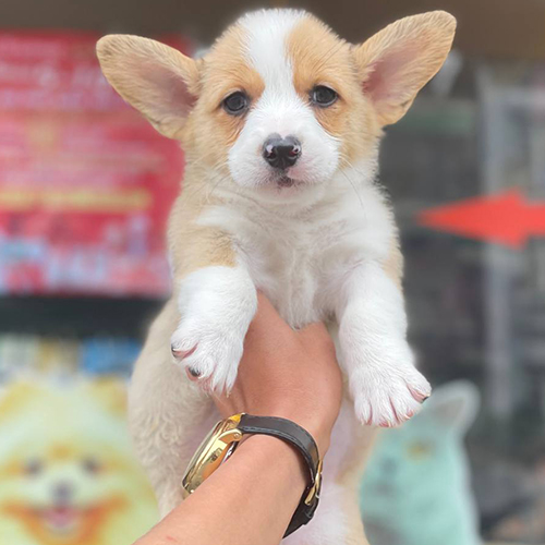 Chó Corgi đực 2 tháng tuổi đáng yêu tại Chomeocanh.com.