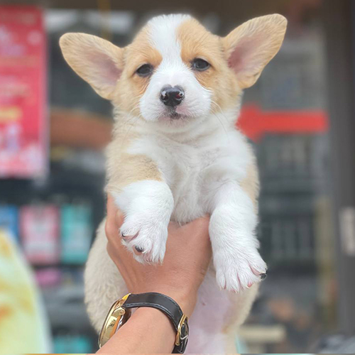Chú chó Corgi con lông vàng trắng đáng yêu, được bế trên tay.
