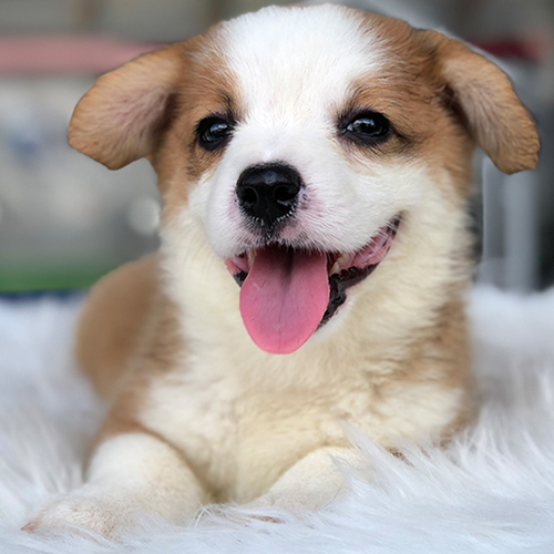 Chó Corgi ngáo dễ thương và gần gũi với con người.