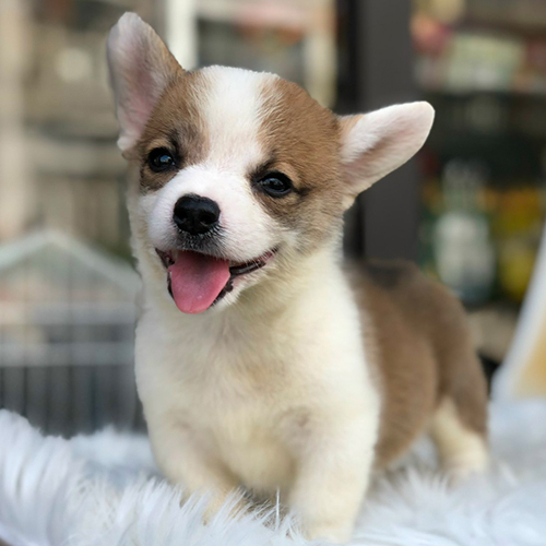 Chó Corgi mini đáng yêu đang cười tại Chomeocanh.com.