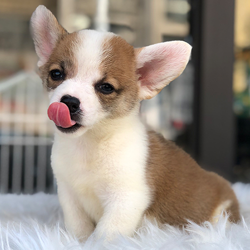 Chó Corgi dễ thương liếm môi trên nền lông trắng mềm mại.