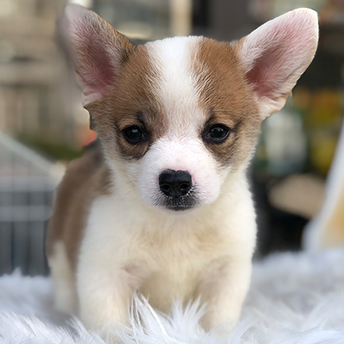 Chó Corgi chân ngắn đáng yêu với bộ lông nâu trắng.