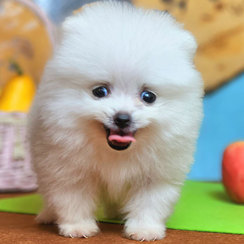 Chó Pom siêu nhỏ trắng dễ thương từ Chomeocanh.com