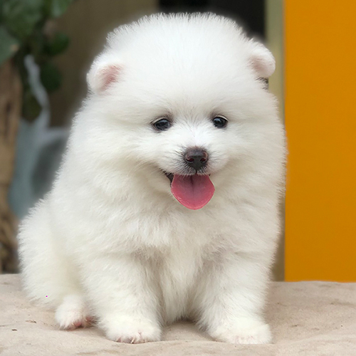 Chó Phốc Sóc trắng tai cụp, lưỡi hồng đáng yêu, có xu hướng sủa nhiều nếu không huấn luyện