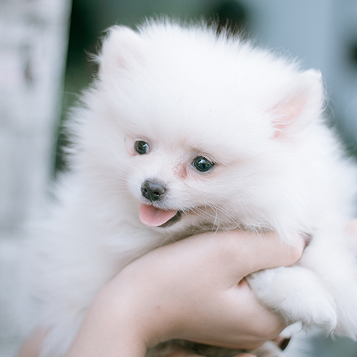 Chó Phốc Sóc trắng thuần chủng được bồng trên tay, minh họa dịch vụ chăm sóc tận tâm tại Chomeocanh.com