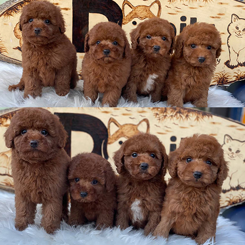 Nhóm chó Poodle con lông nâu đỏ đáng yêu ngồi trên thảm trắng.