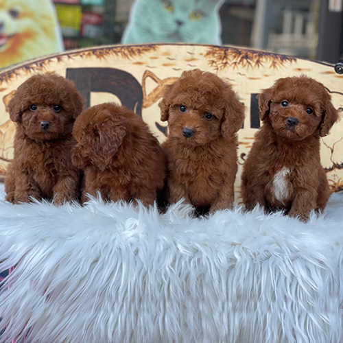 Bốn chú chó Poodle con màu nâu đỏ đang ngồi trên thảm lông trắng, trông đáng yêu và khỏe mạnh.
