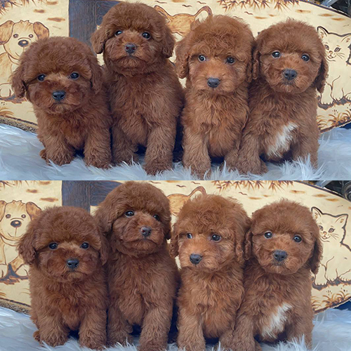 Đàn chó Poodle nâu đỏ thuần chủng, lông dày mượt và đáng yêu.