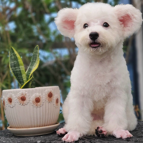 Chó Poodle trắng đáng yêu sau khi tắm, ngồi cạnh chậu cây trang trí.