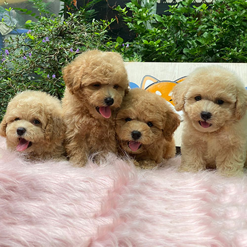 Bốn chú chó Poodle đáng yêu với bộ lông xoăn mềm mượt.