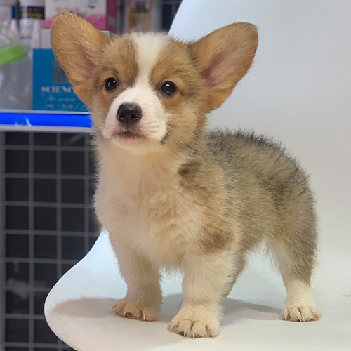Chó Corgi sable đứng trên ghế trắng, tai to dễ thương