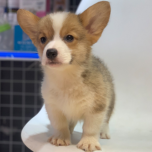 Chó Corgi con thuần chủng với ngoại hình khỏe mạnh và đáng yêu