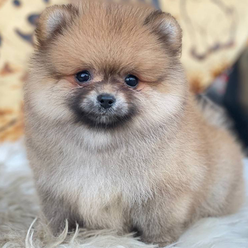 Chó Phốc Sóc Pomeranian lông nâu cam dày, nhỏ nhắn, ngồi trên thảm trắng.