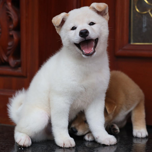 Chó Shiba Inu trắng cười tươi, dáng ngồi dễ thương, với biểu cảm ngây thơ, đáng yêu.