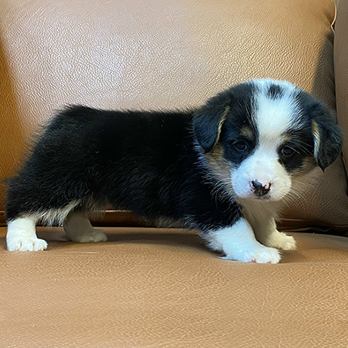 Chó Corgi Pembroke đen trắng thuần chủng với đuôi ngắn hoặc không có đuôi