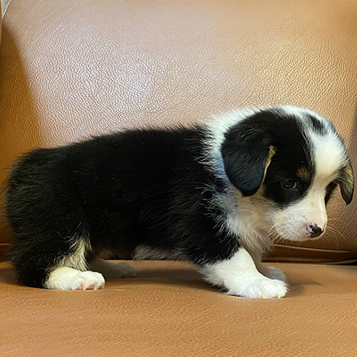 Chó Corgi màu đen hiếm gặp với bộ lông trầm độc đáo.