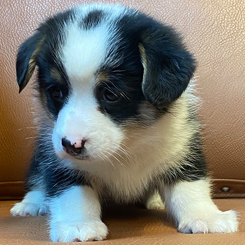 Chó Corgi con tai cụp đang ngồi trên ghế da.
