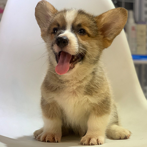 Chó Corgi nhỏ dễ thương, tuổi thọ phụ thuộc vào cách chăm sóc hàng ngày.