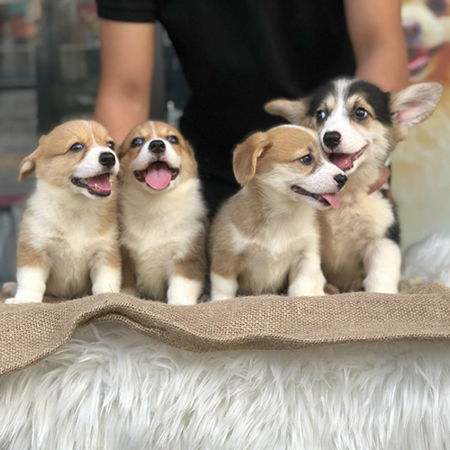 Đàn chó con Corgi sinh tại trang trại Chomeocanh.com Việt Nam.