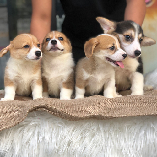 Đàn chó Corgi con thuần chủng dễ thương tại Chomeocanh.com