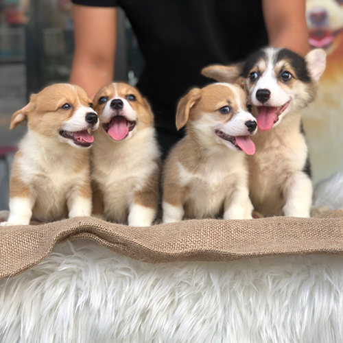 Đàn chó Corgi thuần chủng siêu dễ thương tại Chomeocanh.com