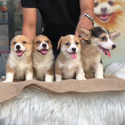Bốn chú chó Corgi con đáng yêu, tươi cười, ngồi cạnh nhau trên bàn phủ vải.